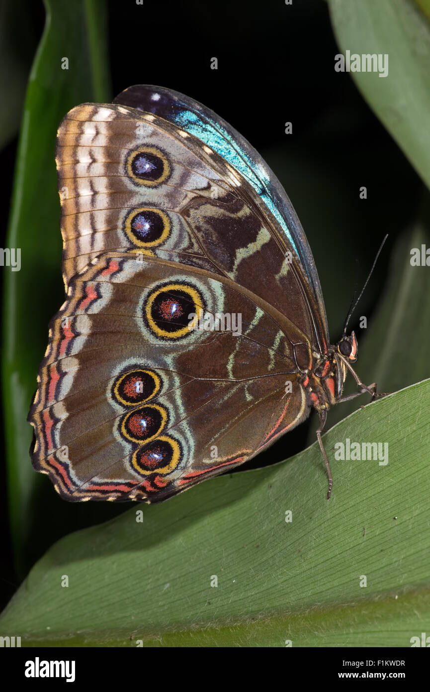Blue Morpho Butterfly (Morpho Peleides) Stock Photo