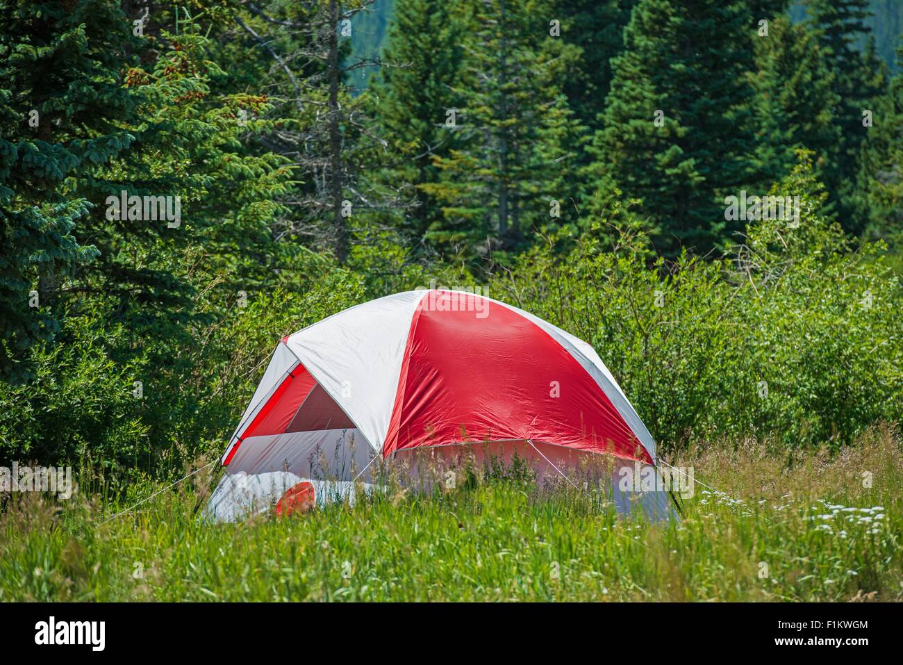 Tent Camper. Small Red-White Tent on the Camping. Stock Photo