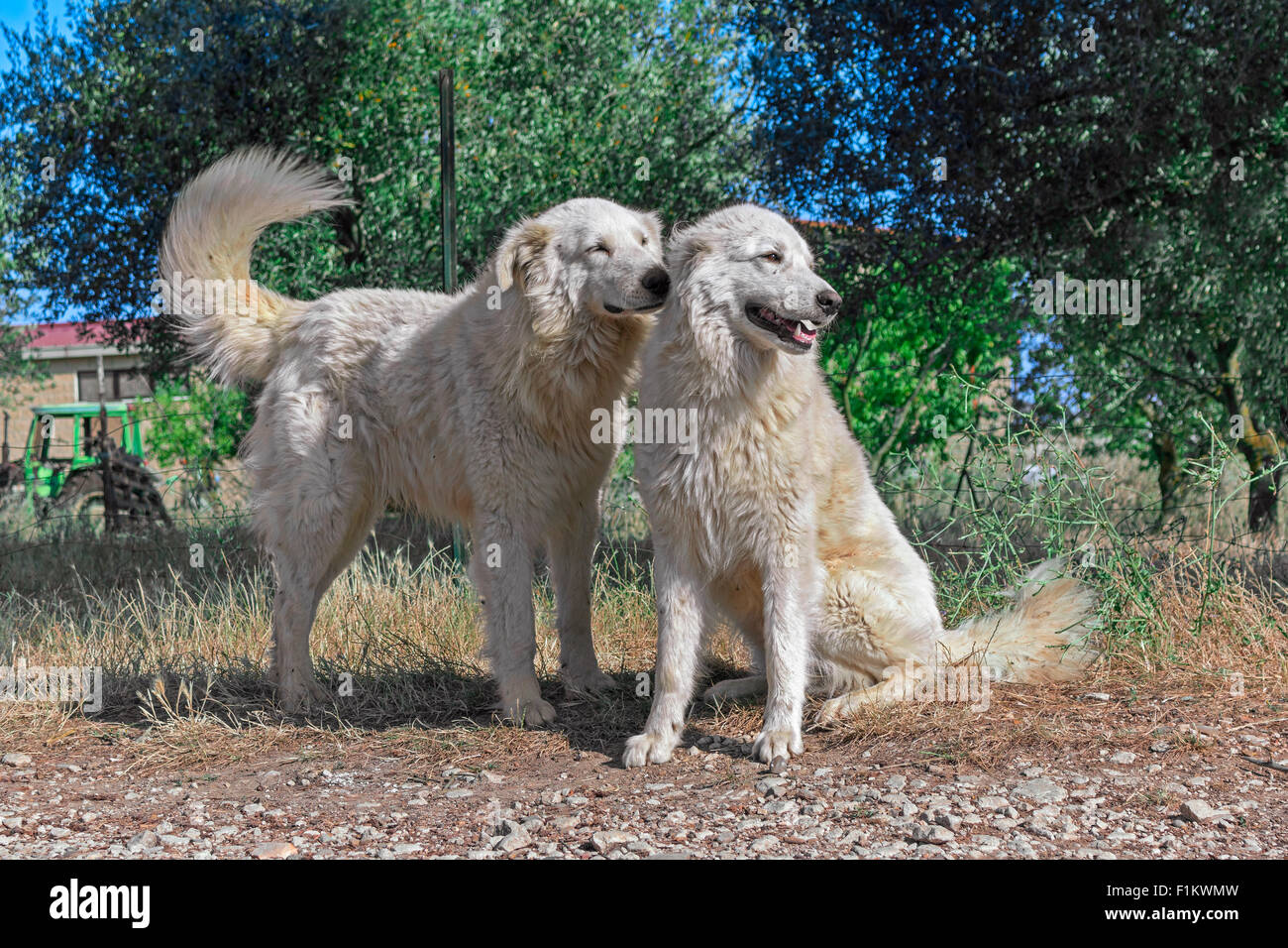 two brothers of maremma sheepdog in farm Stock Photo