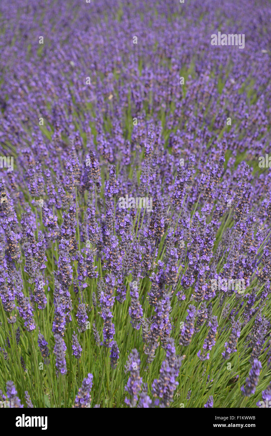 Lavender in flower, Lavandin Grosso, Yorkshire Lavender, Terrington, England. Stock Photo