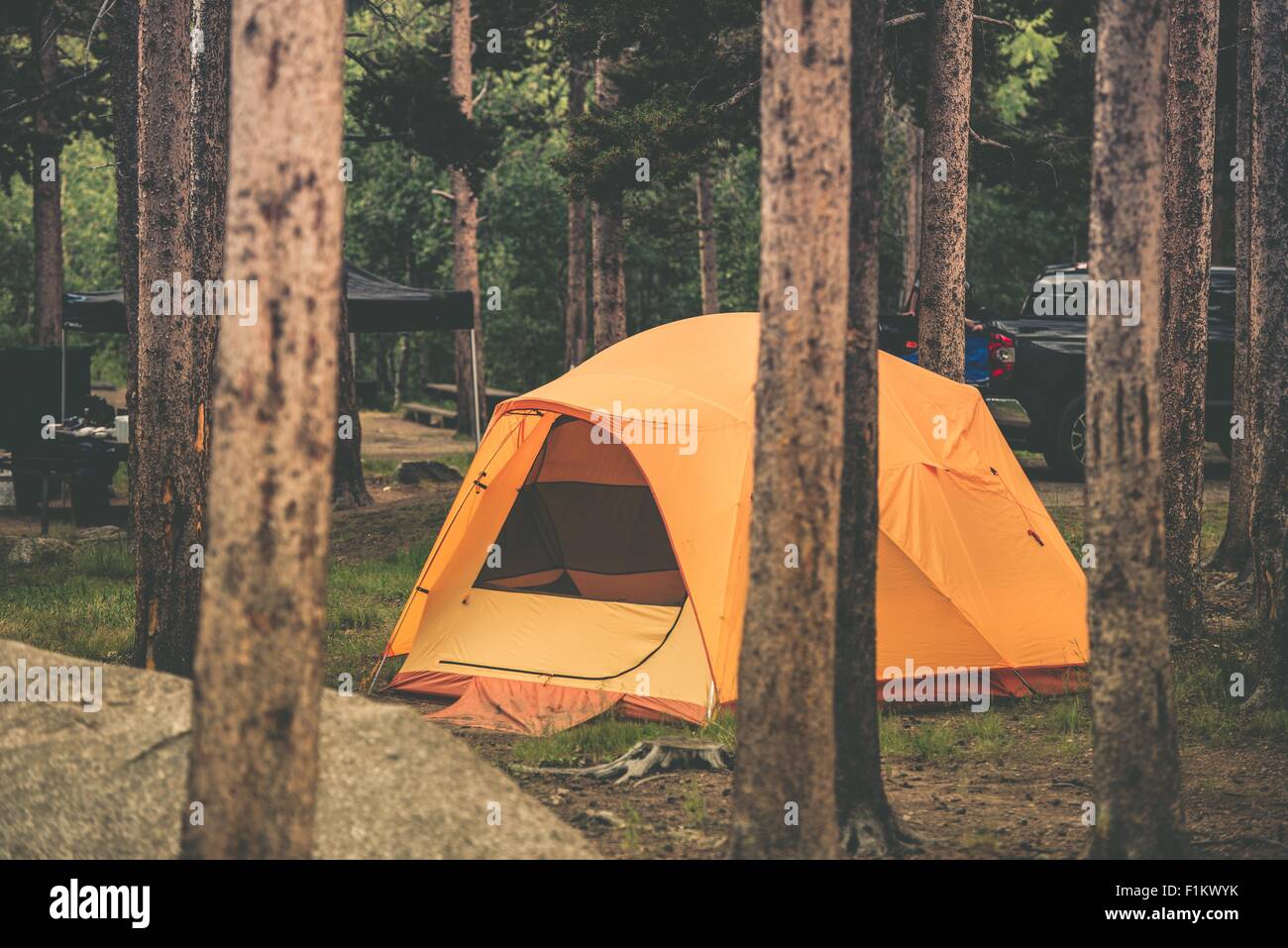 Tent in the Forest Camping. Medium Orange Tent Between Colorado Trees. Stock Photo