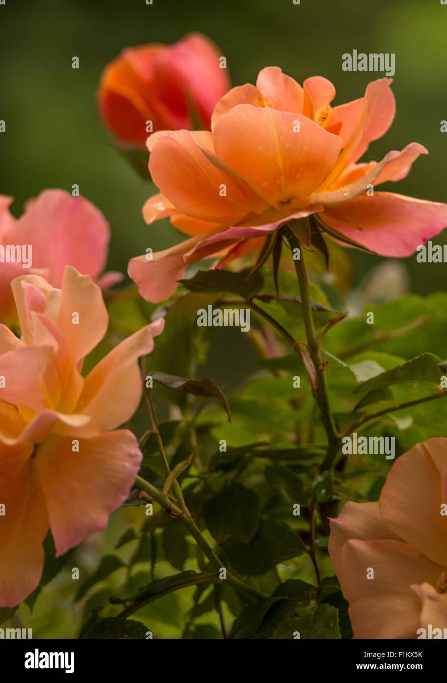 Flowers, Beautiful Salmon colored roses in a flower garden, Idaho Stock