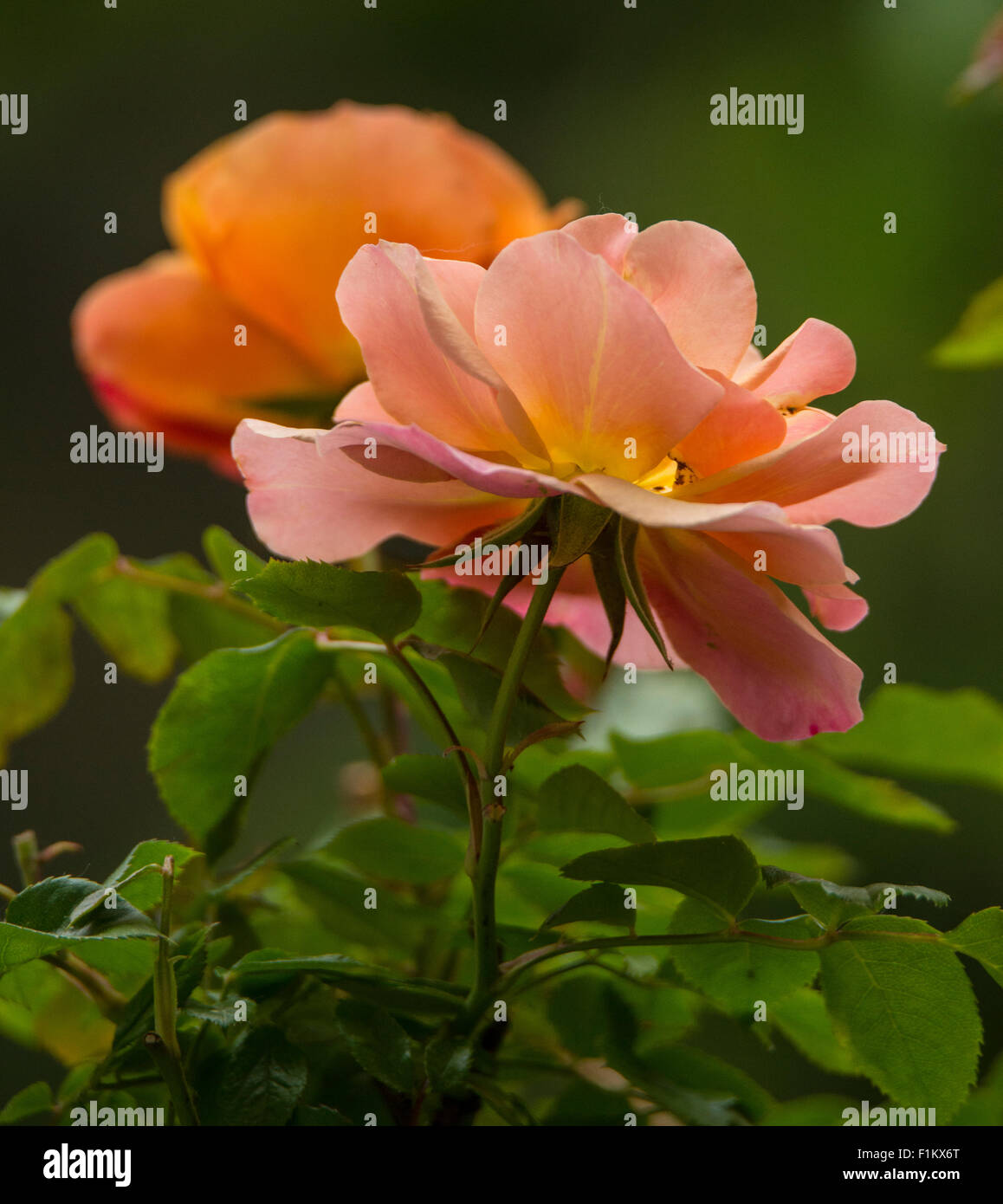 Flowers, Salmon Colored Roses in  Flower Garden, Idaho Stock Photo