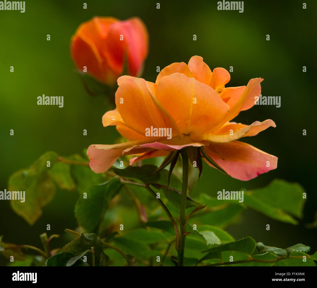 Flowers, Beautiful Salmon colored roses in a flower garden, Idaho Stock