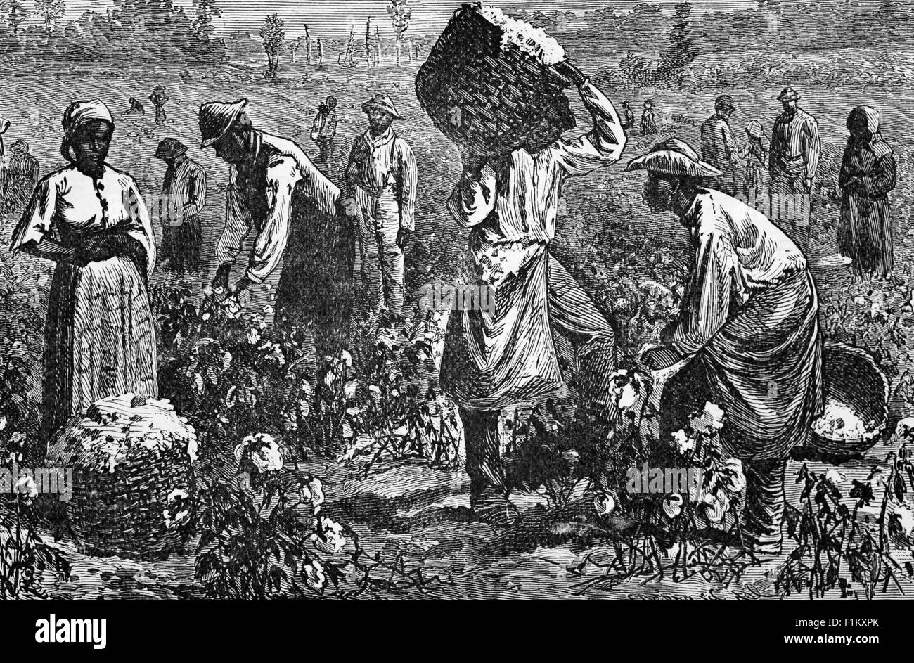 A late 19th Century illustration of picking cotton on a plantation, in Louisiana, USA. Grown in Louisiana for hundreds of years, this crop had been tended by slaves until the mid 1860, when it was abolished in the USA. Stock Photo