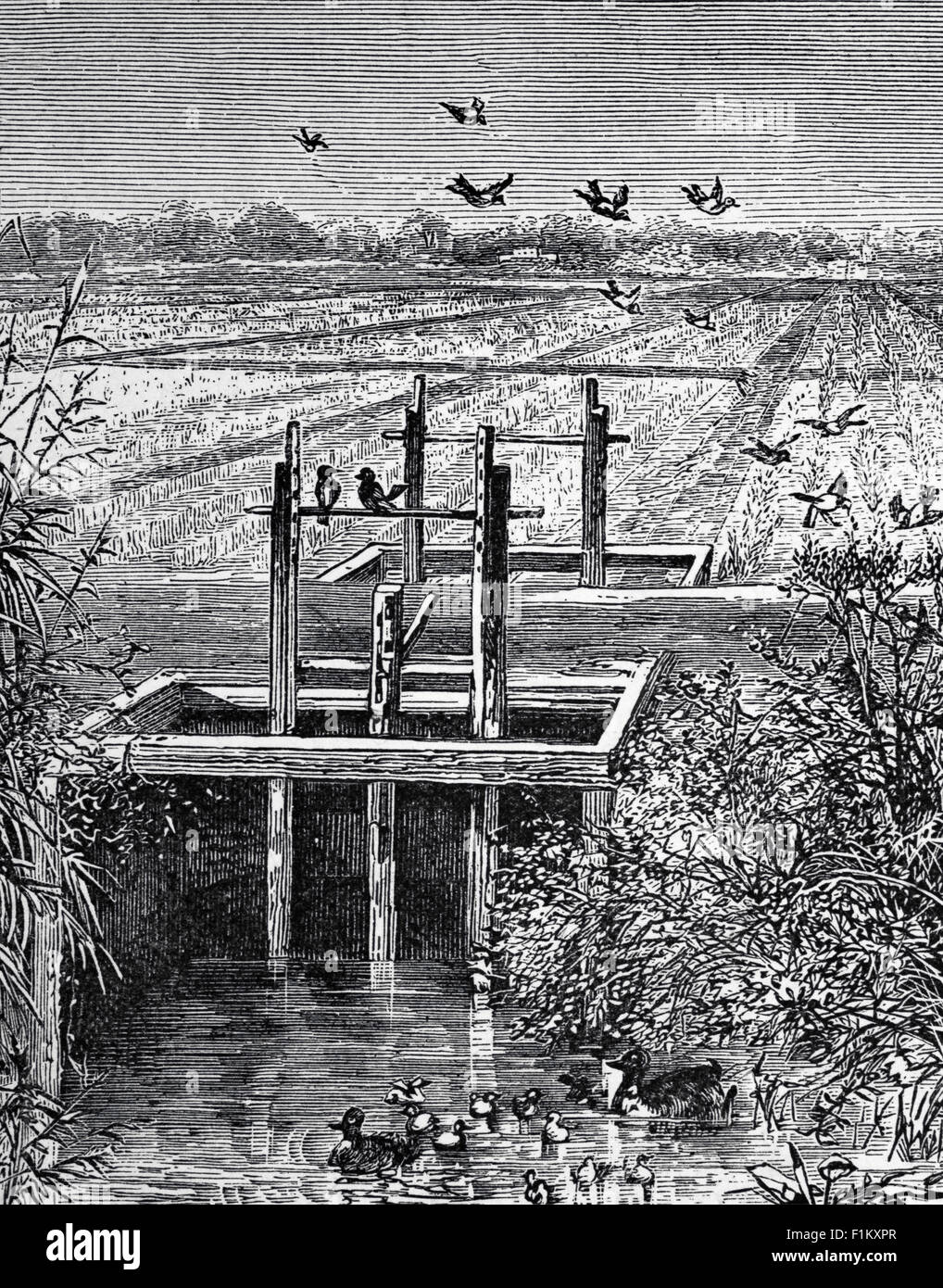 A late 19th Century illustration of wild ducks taking off from a paddy field in Carolina, USA. Rice was introduced in the mid-19th century. Emancipation in 1863 freed rice workers, but rice farming required hard, skilled work under extremely unhealthy conditions, and without slave labour, profits fell. Increasing automation in response came too late, and a series of hurricanes that hit Carolina in the late 1800s and damaged levees put an end to the industry. Stock Photo
