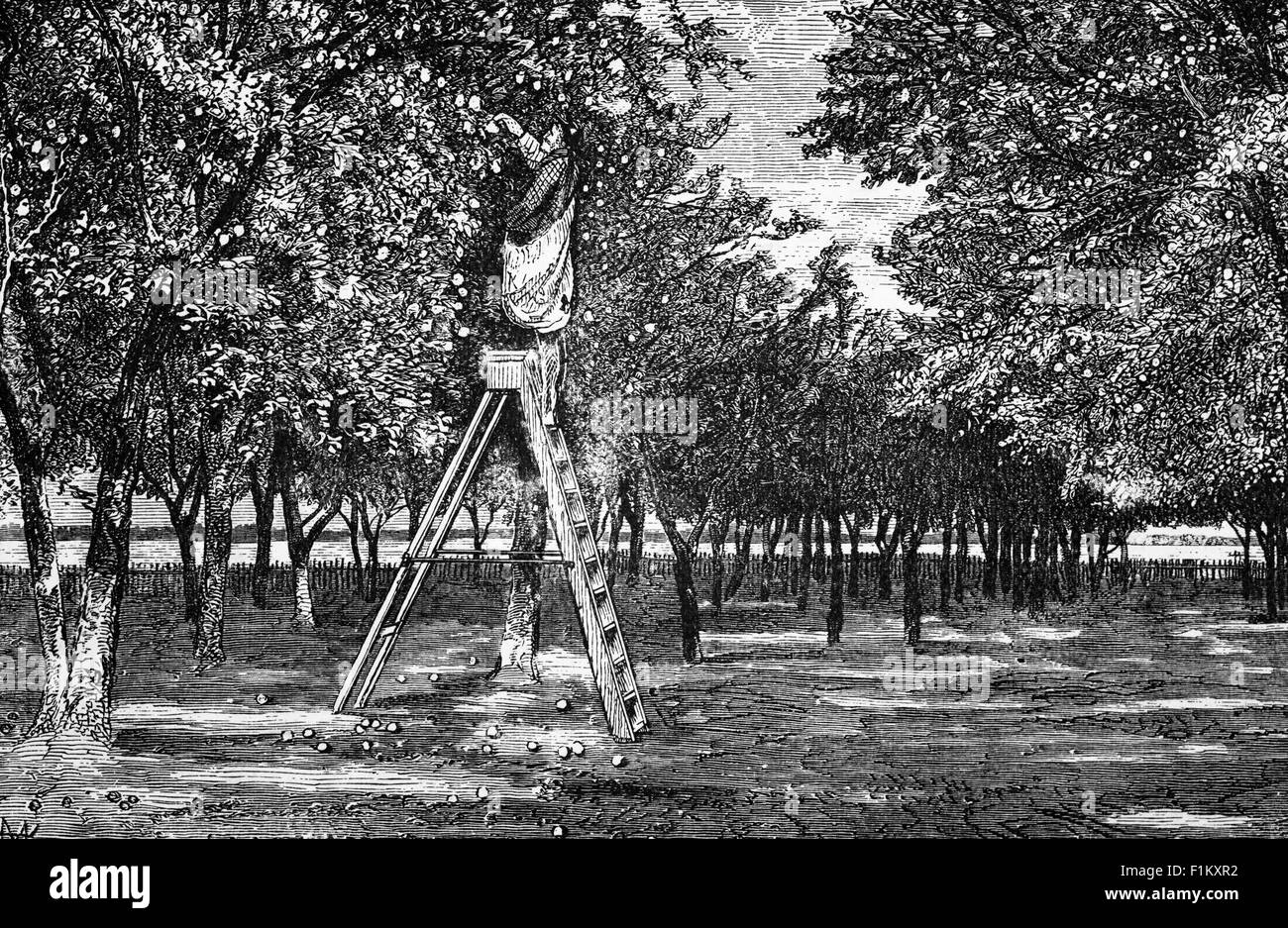 Picking Fruit in an Orange Grove, Florida, USA Stock Photo