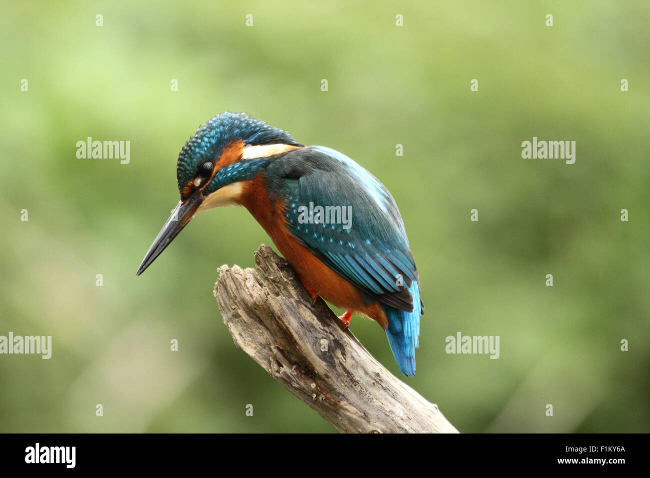 Traditional pose for a British King Fisher Stock Photo