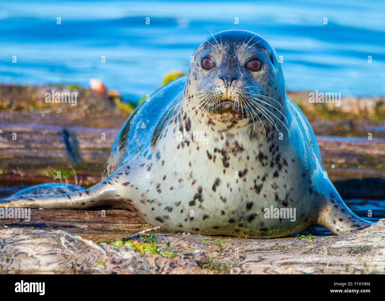 Female Habor Seal Puget Sound, State of Washington. USA Stock Photo