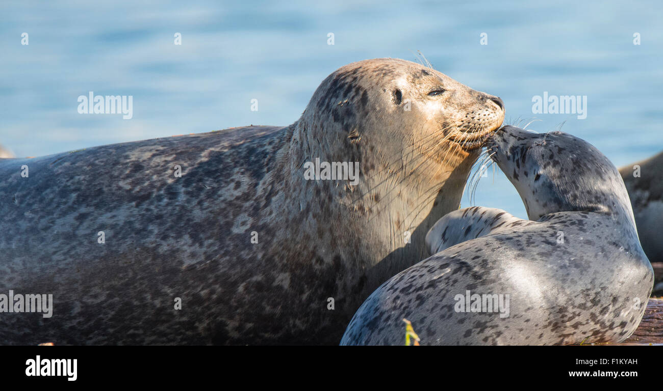 Harbor Seals, Mother and Pup, Puget Sound, State of Washington, USA Stock Photo