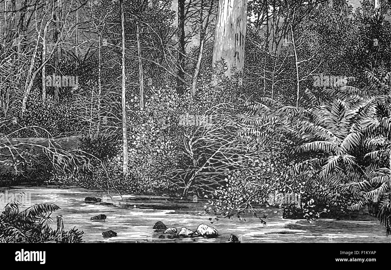 A 19th Century illustration of the Australian Bush, a term largely synonymous with backwoods or hinterland, referring to a natural undeveloped area. The concept has become iconic in Australia and in the landscape, 'bush' refers to any sparsely-inhabited region, regardless of vegetation. The fauna and flora contained within this area must be indigenous to the region, although exotic species will often also be present. Stock Photo
