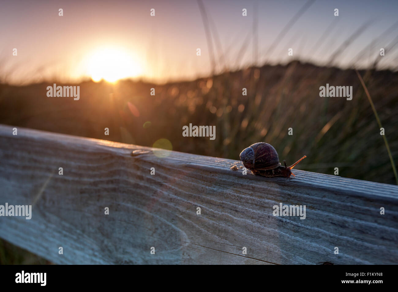 Snail crossing fence in foreground of a sunset amongst the dunes Stock Photo