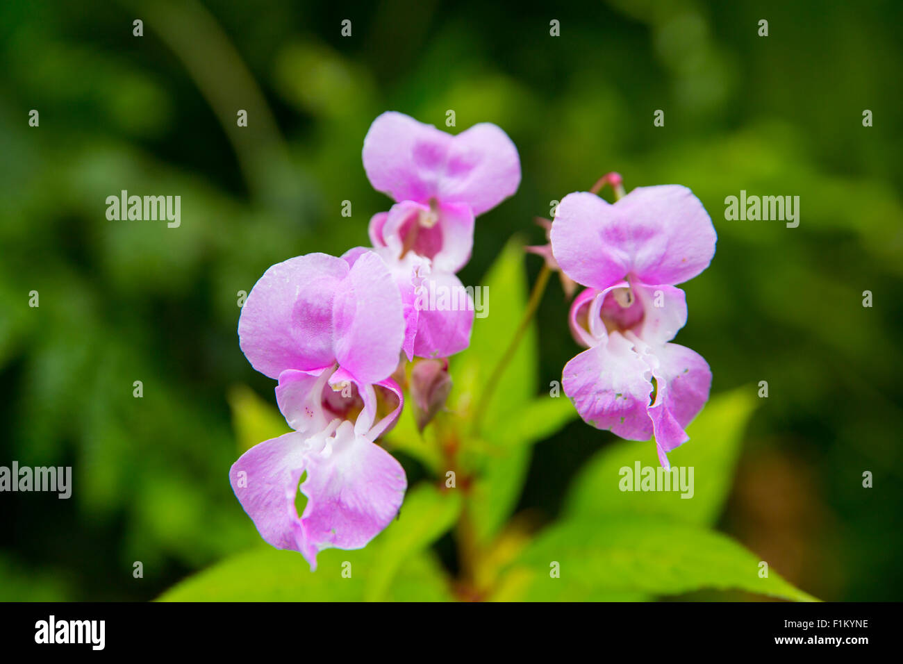 Close up photograph of Himalayan Balsam pink flowers in full bloom. Stock Photo