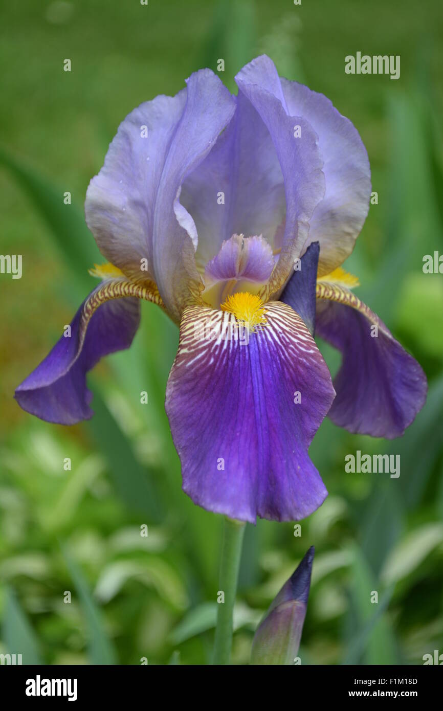 Flower of my garden Stock Photo Alamy