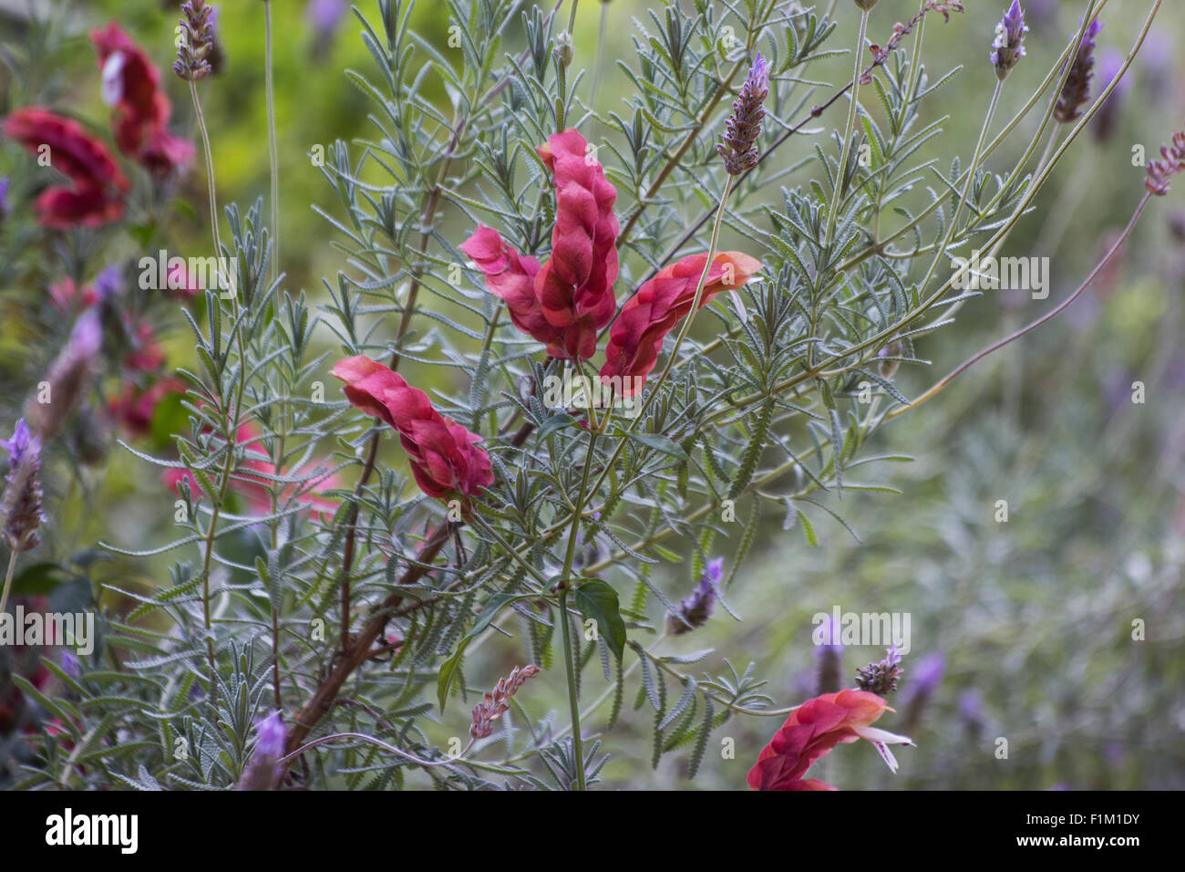 Mexican shrimp plant (Justicia brandegeeana) and Lavender (Lavandula dentata) flowers in a garden Stock Photo