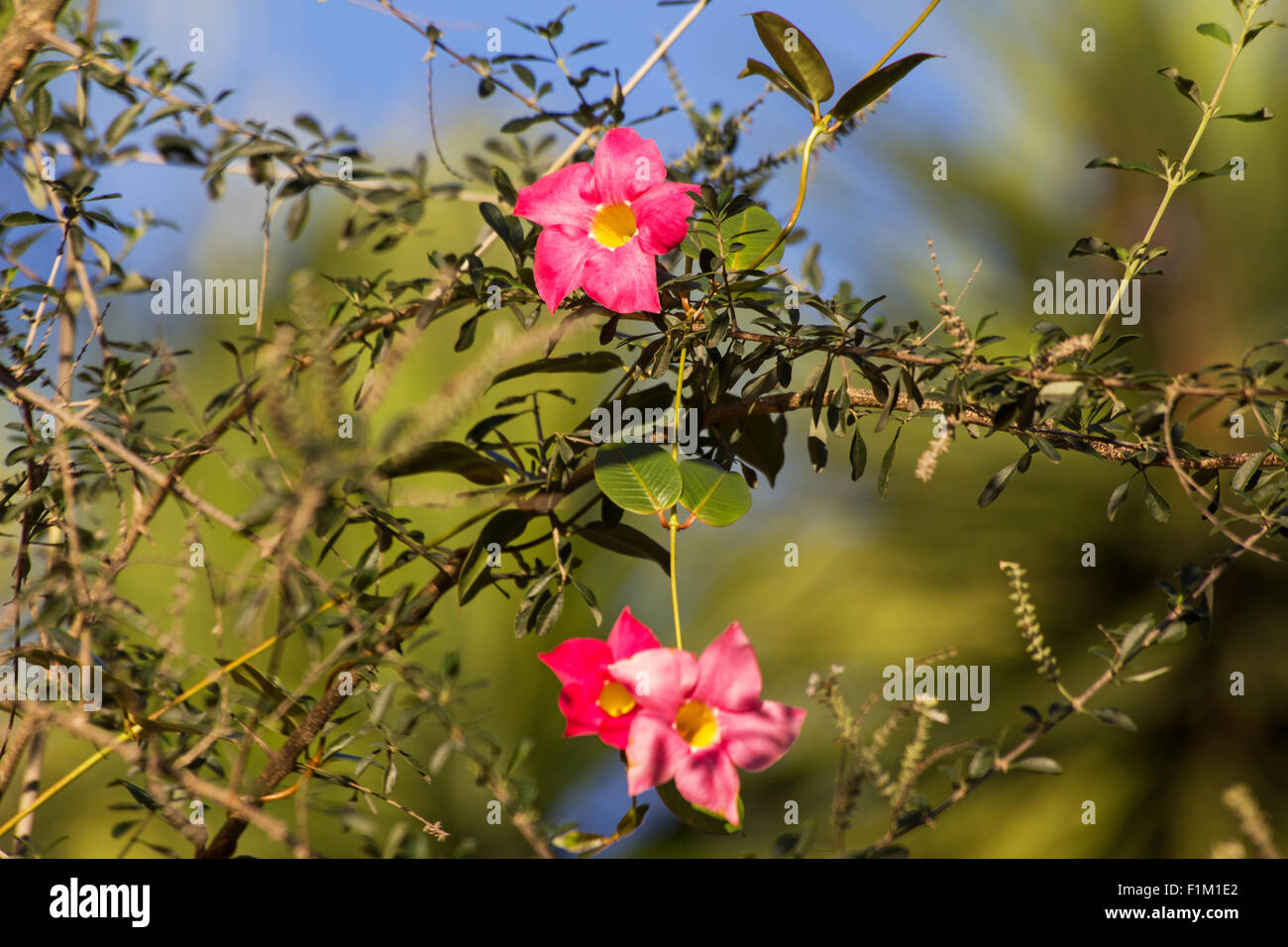 Brazilian jasmine (Mandevilla splendens) Stock Photo