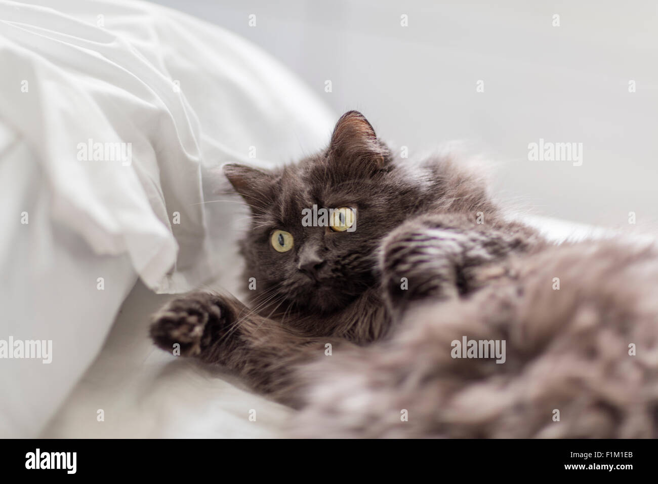 Grey persian cat in playful mood on a bed and showing its front two paws. Bright green eyes looking attentive Stock Photo