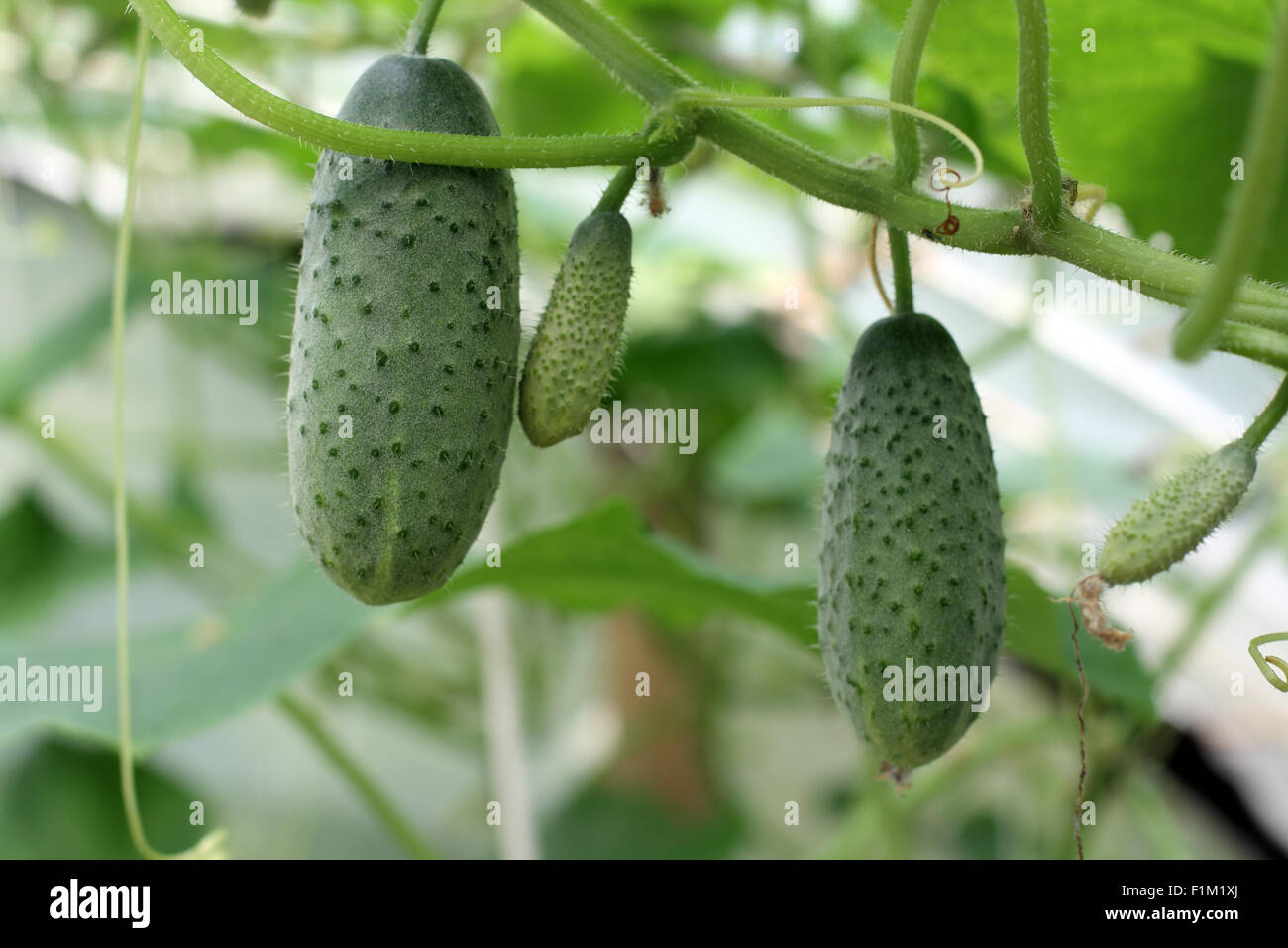 Cucumbers growing in the greenhouse. Shallow depth of field Stock Photo