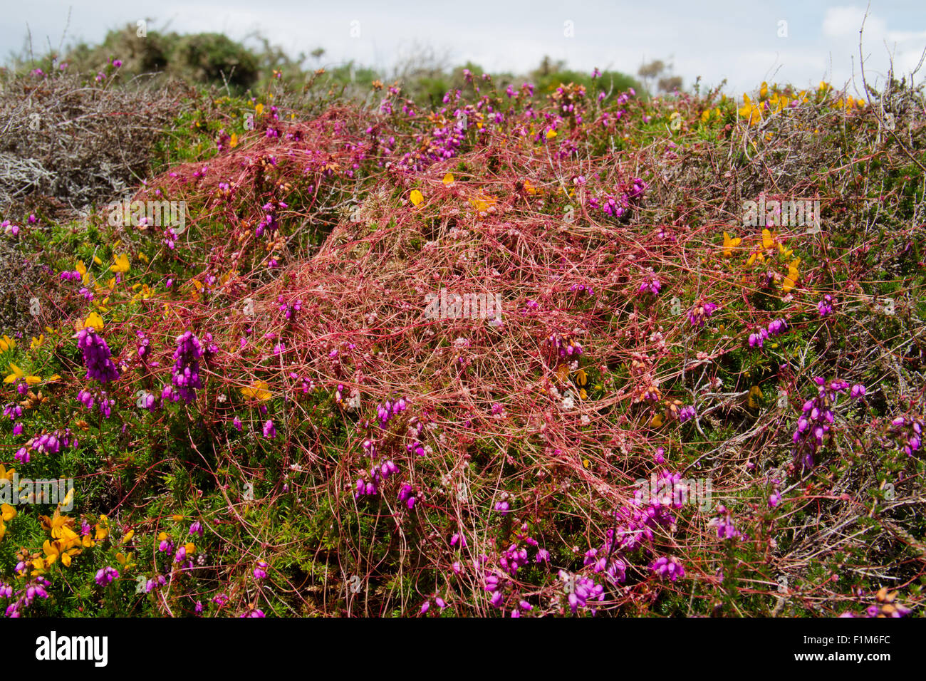 Red yarns of Dodder (Cuscuta epithymum, also known as Hellweed, Strangle-tare) growing on Heather Stock Photo