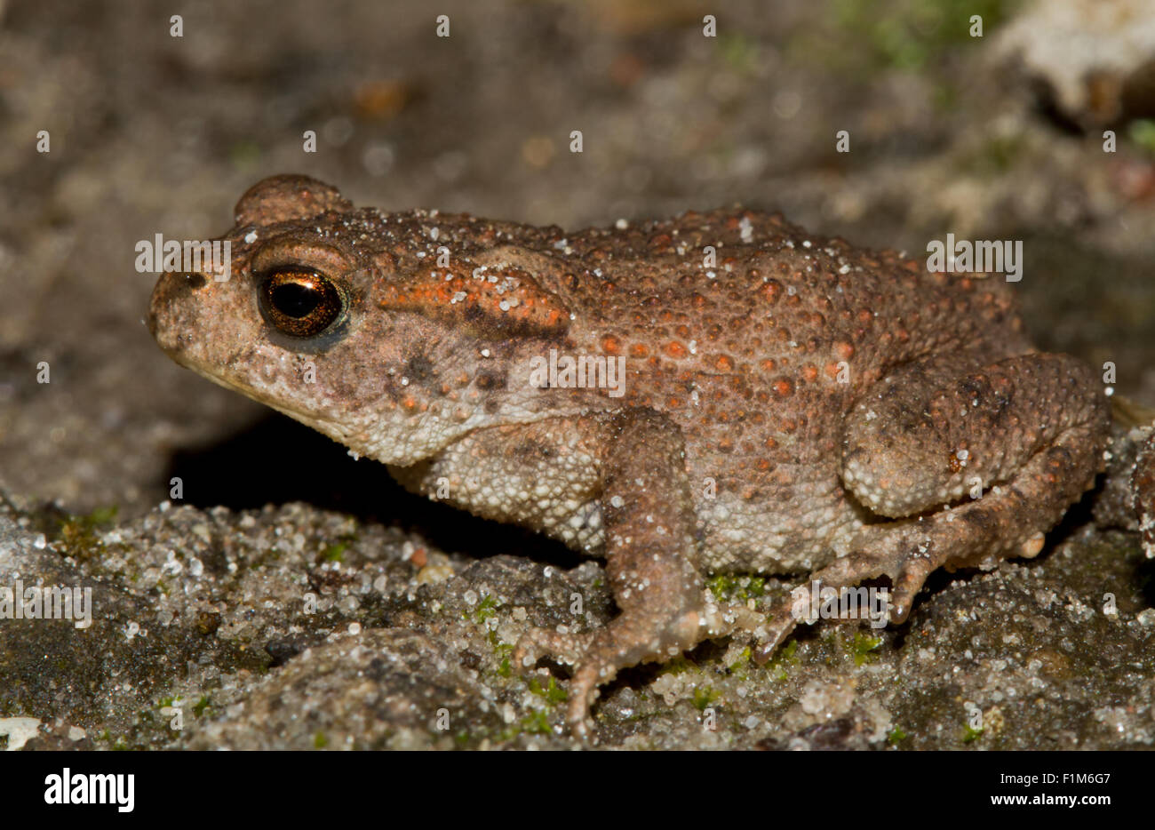 A young Common toad (Bufo bufo) Stock Photo