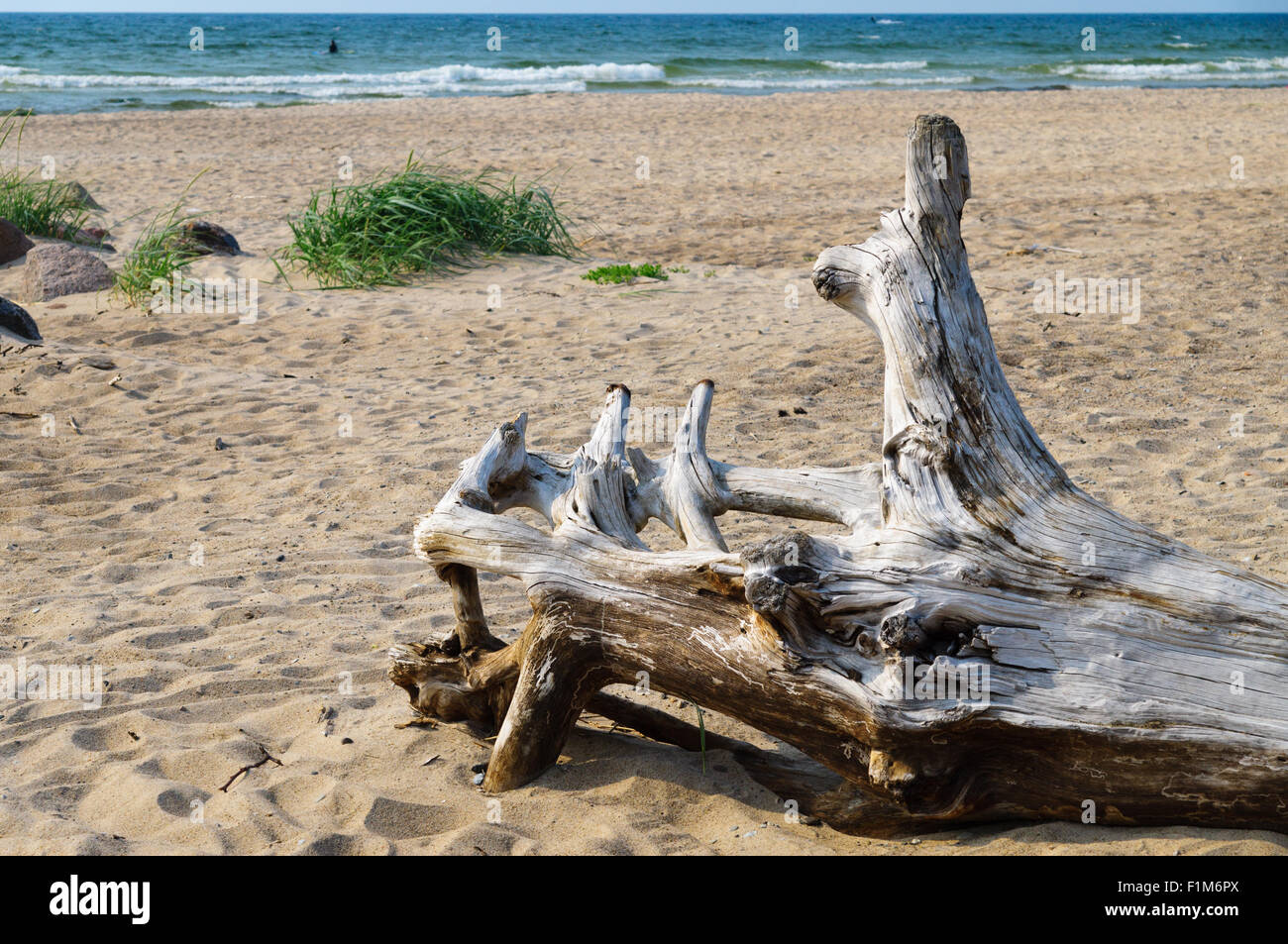 Snag on wild sandy beach of Baltic sea Stock Photo