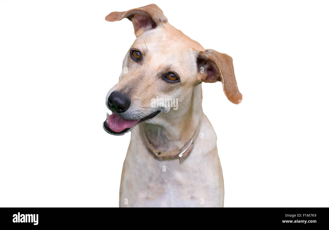 Curious dog isolated is a very curious dog tilting his head set against a  white background with copyspace Stock Photo - Alamy