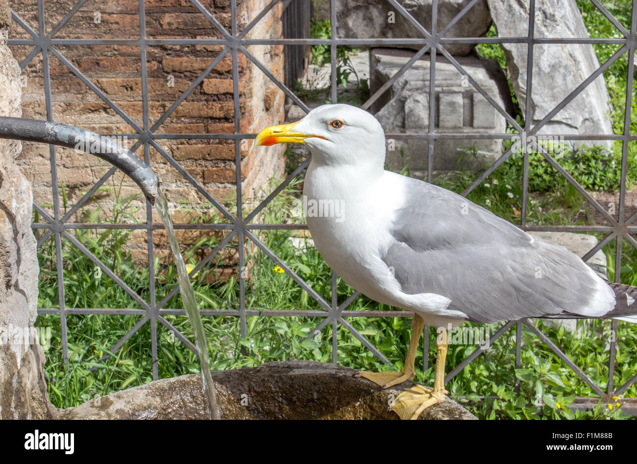 thirsty seagull drinking water in a Roman drinking fountain Stock Photo