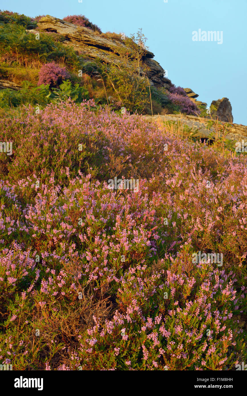 Early Morning Sun on Heather - Calluna vulgaris Hound Tor, Dartmoor Stock Photo