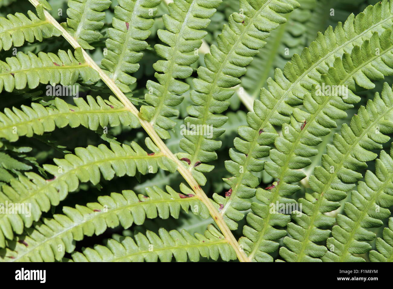 close up of green bracken textured foliage Stock Photo