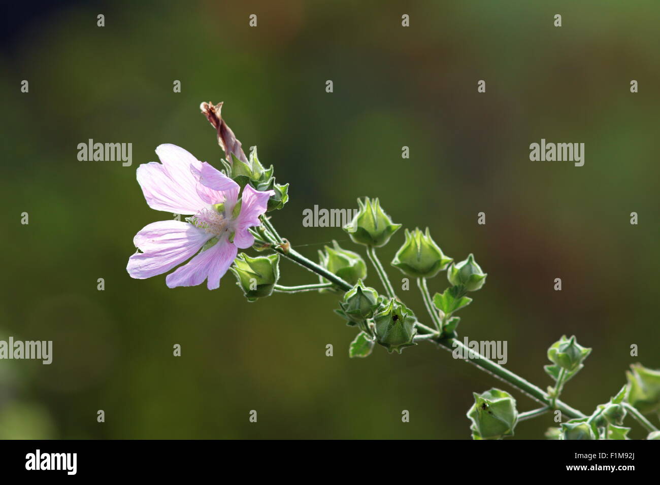 detail of wild violet malva sylvestris over out of focus green summer background Stock Photo