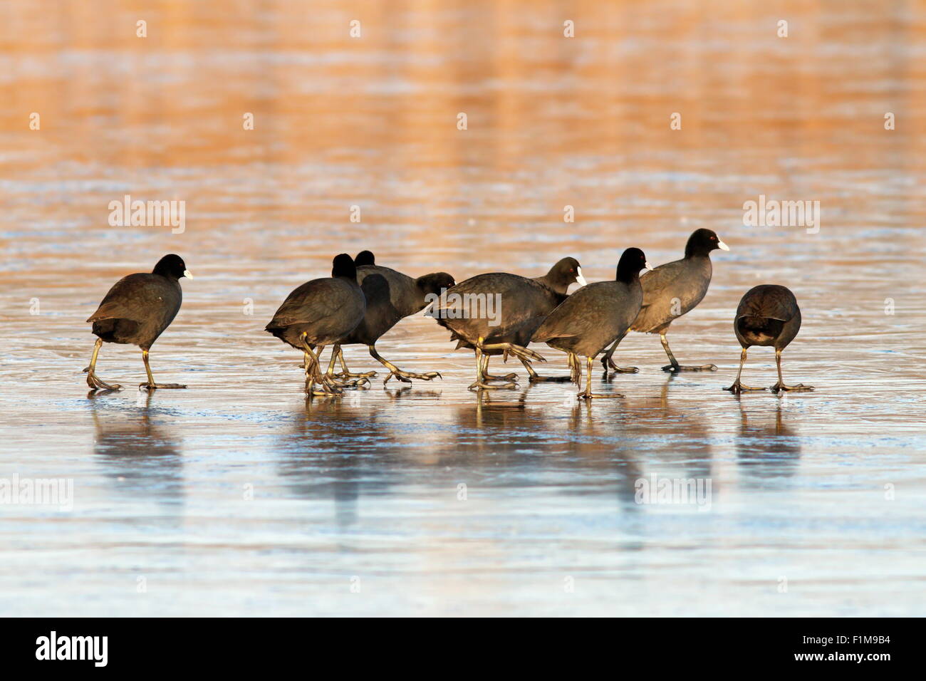 coots flock ( fulica atra ) walking together on icy lake Stock Photo