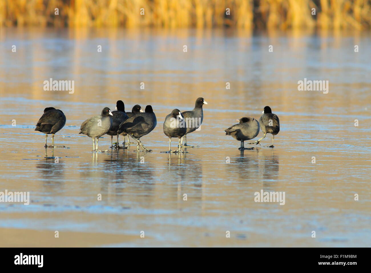 flock of coots ( fulica atra ) on frozen lake Stock Photo