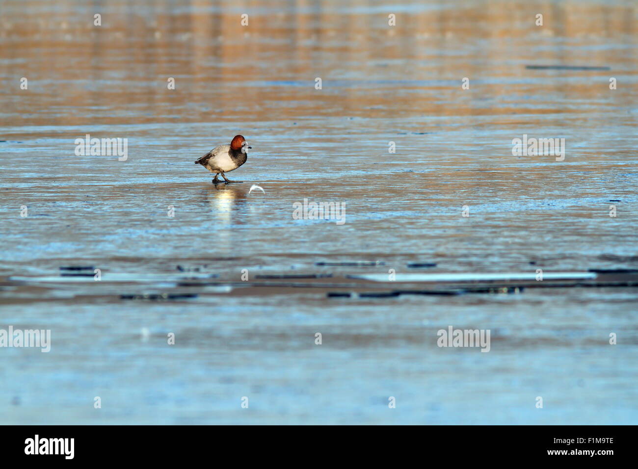 minimalist view with duck, Common Pochard (Aythya ferina) on ice Stock Photo