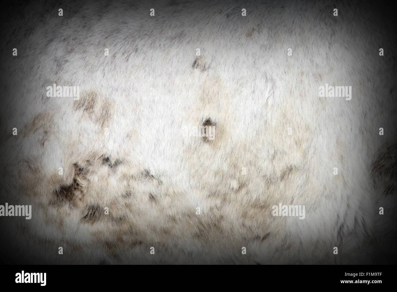 detail of a muddy white horse pelt with vignette Stock Photo