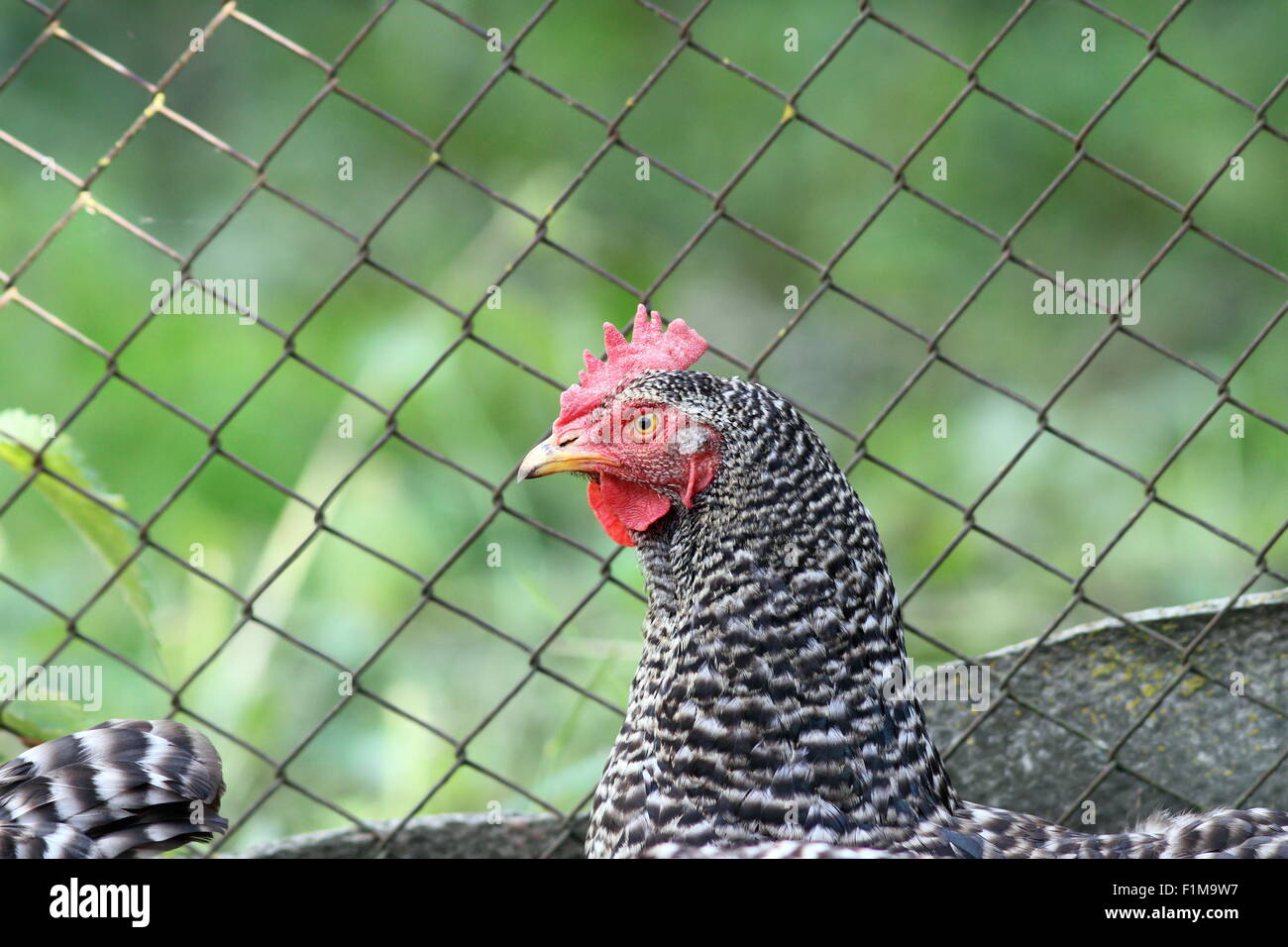 striped hen portrait standing  near farm fence Stock Photo