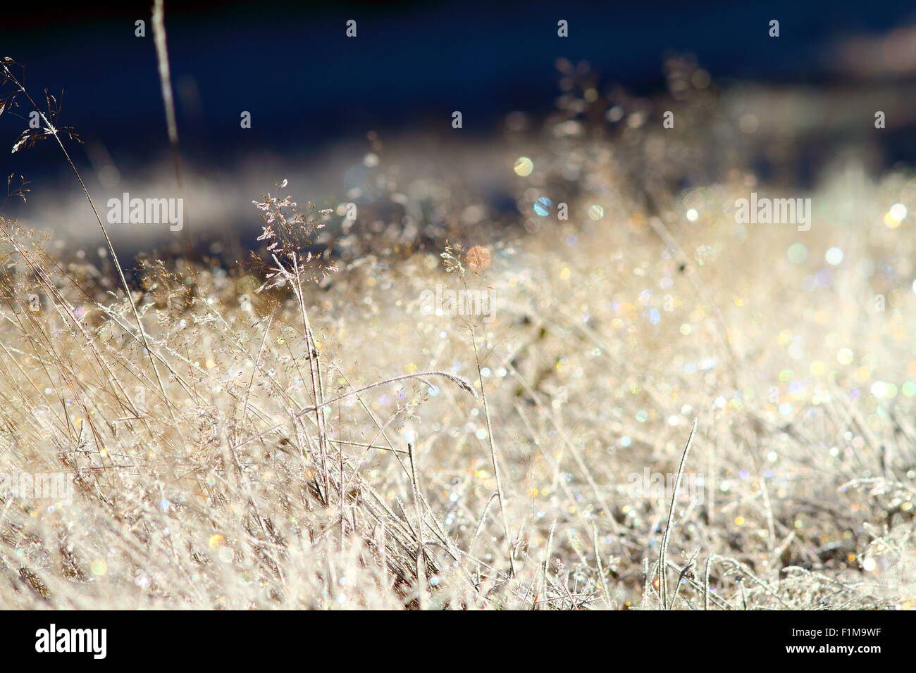 wild meadow on winter morning with rime on faded grass Stock Photo