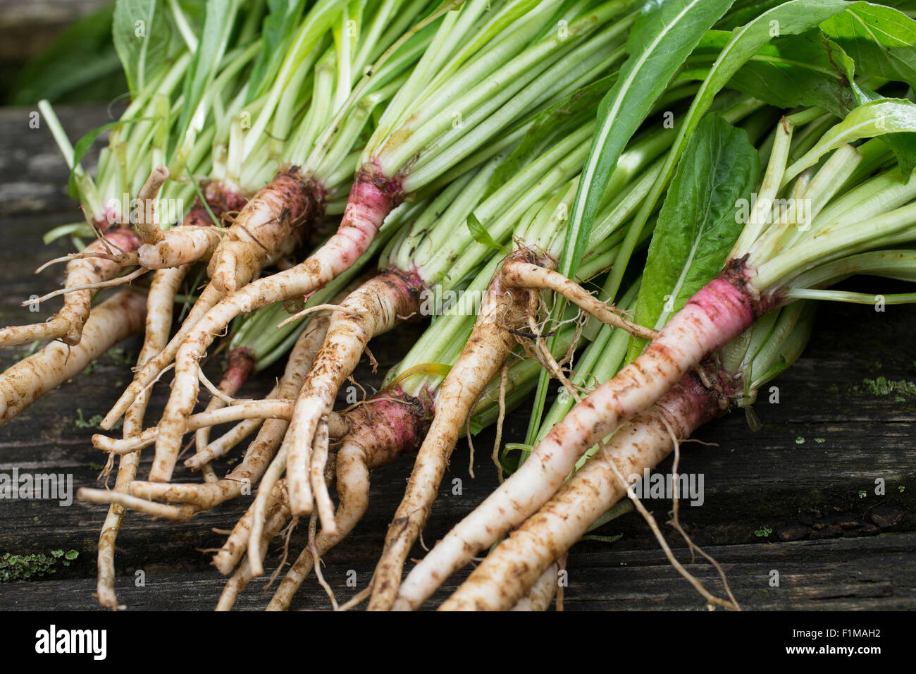 Taproot hires stock photography and images Alamy