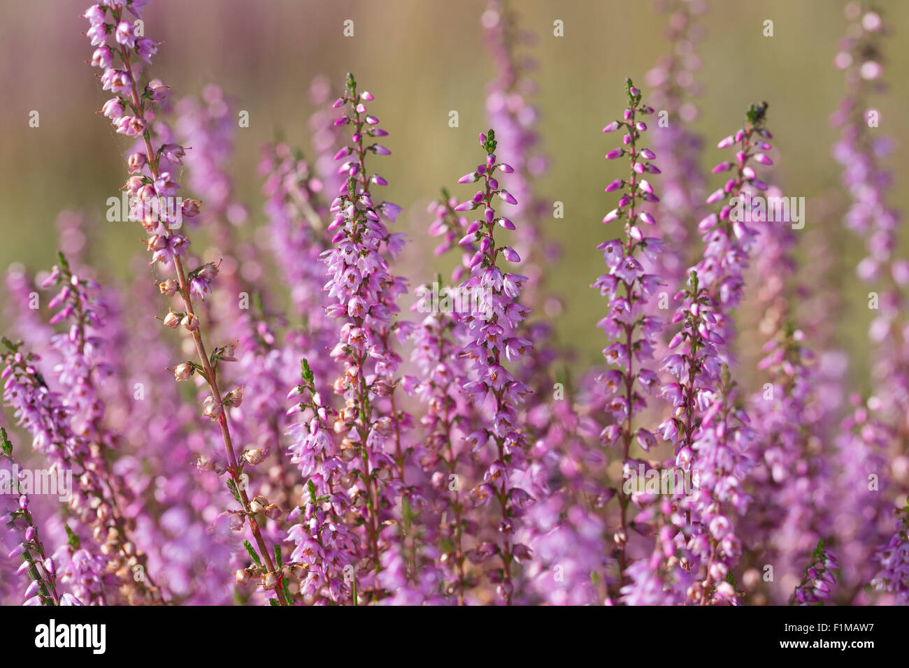 Common Heather, Scots Heather, Besenheide, Heidekraut, Erika, Calluna vulgaris, ling, La Callune Stock Photo