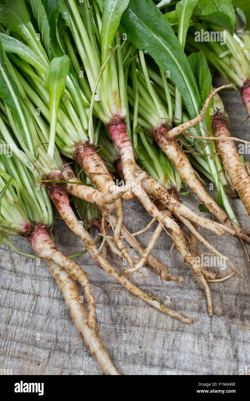 Evening Primrose, EveningPrimrose, Sun drop, Root, roots, taproot