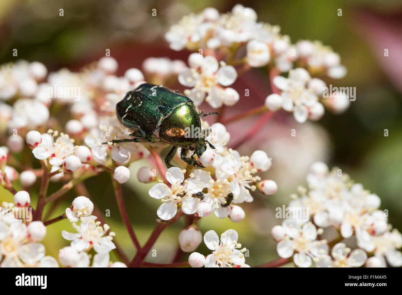 Rose chafer, Gemeiner Rosenkäfer, Goldkäfer, Gold-Rosenkäfer, Goldrosenkäfer, Blütenbesuch, Cetonia aurata Stock Photo