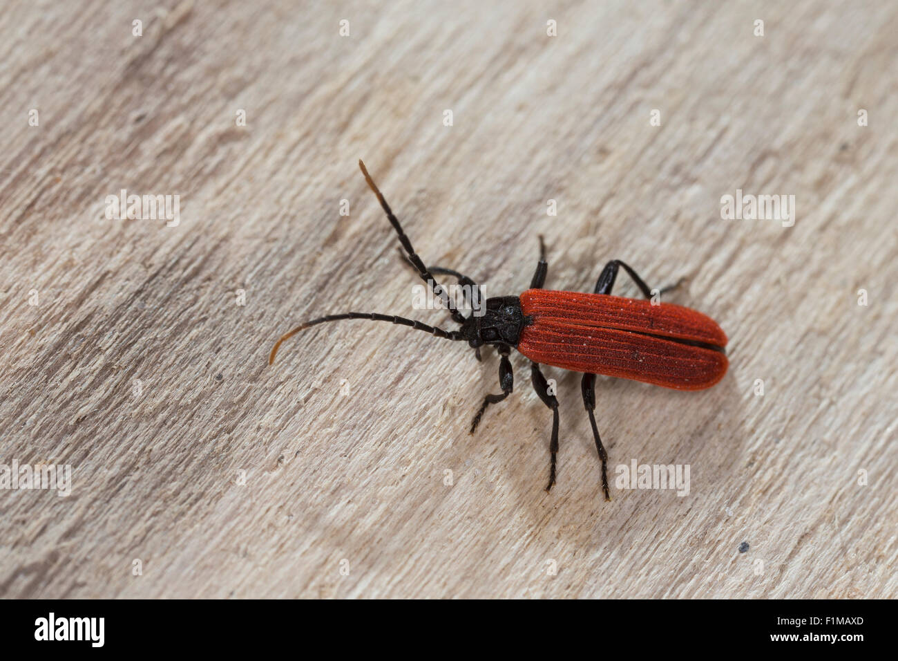 Stunning beetle, net-winged beetle, Black-neck Lycus, Rotdeckenkäfer, Rotdeckenkäfer, Platycis minutus, Lycidae Stock Photo