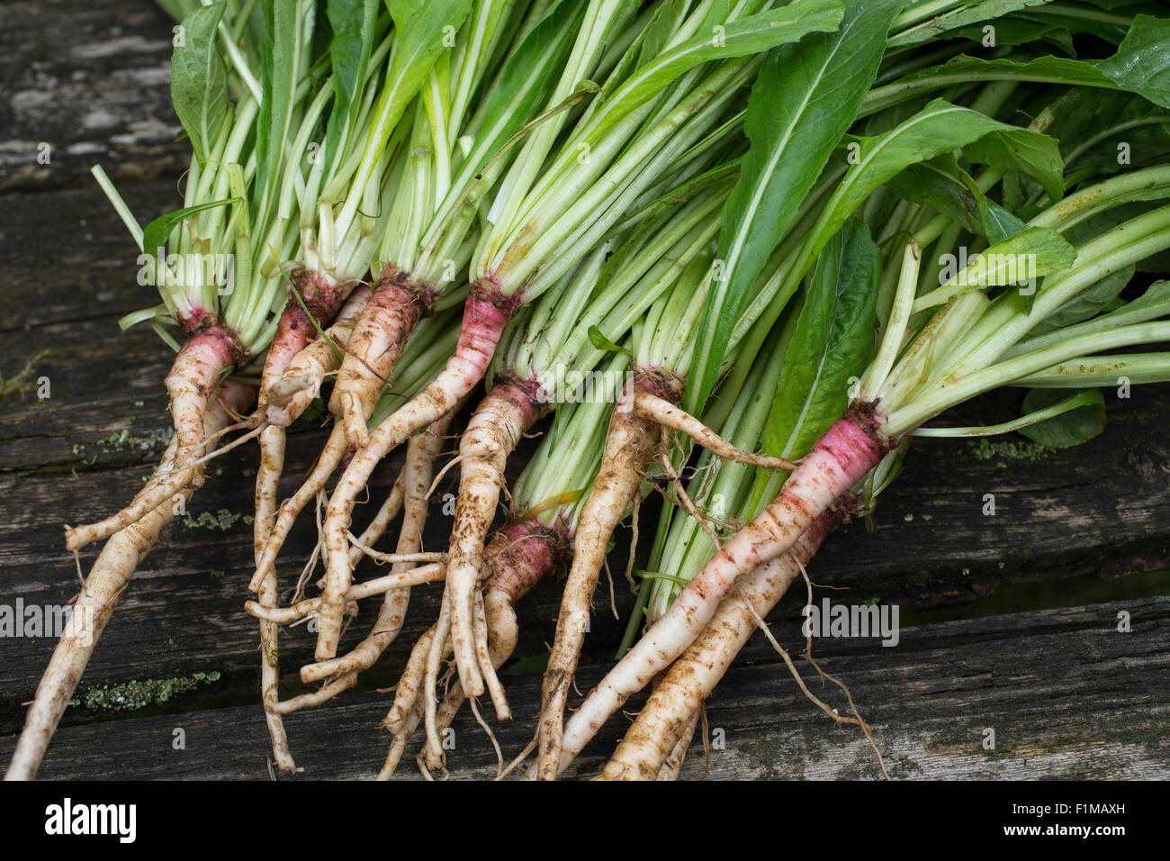 Evening Primrose, EveningPrimrose, Sun drop, Root, roots, taproot