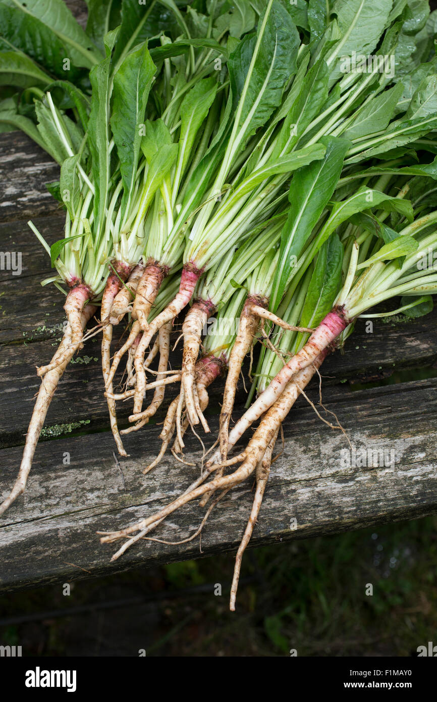Evening Primrose, EveningPrimrose, Sun drop, Root, roots, taproot