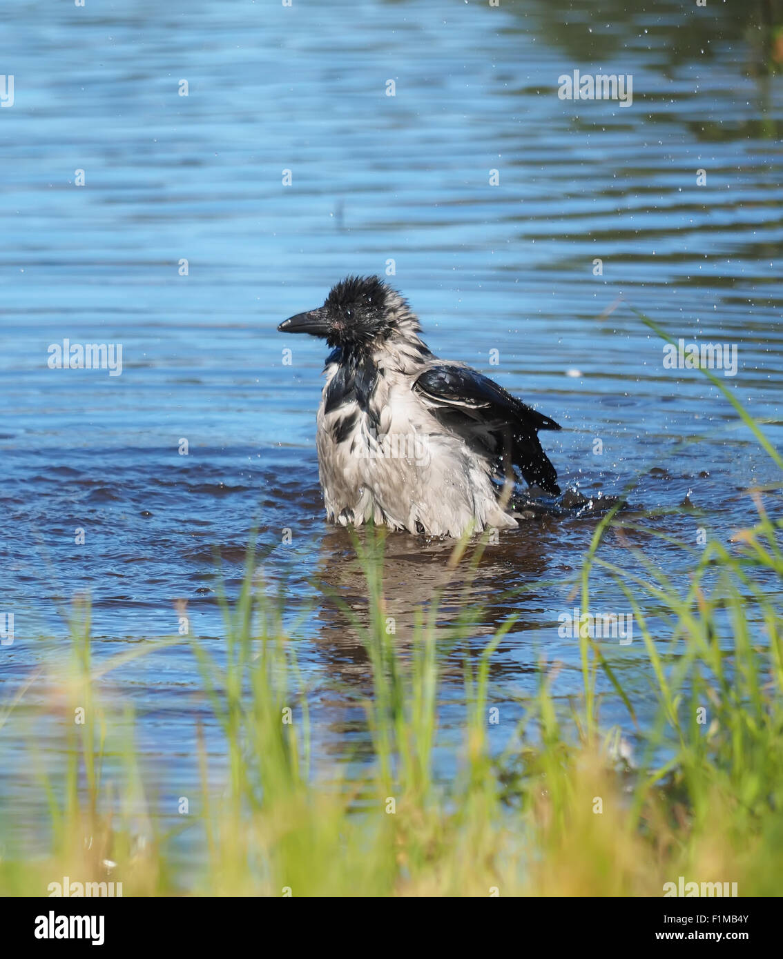 crow couple take bath in the lake Stock Photo - Alamy
