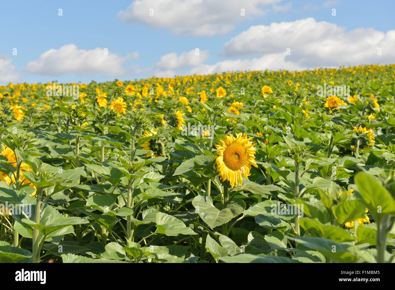 Sunflower field under blue sky with some clouds Stock Photo - Alamy