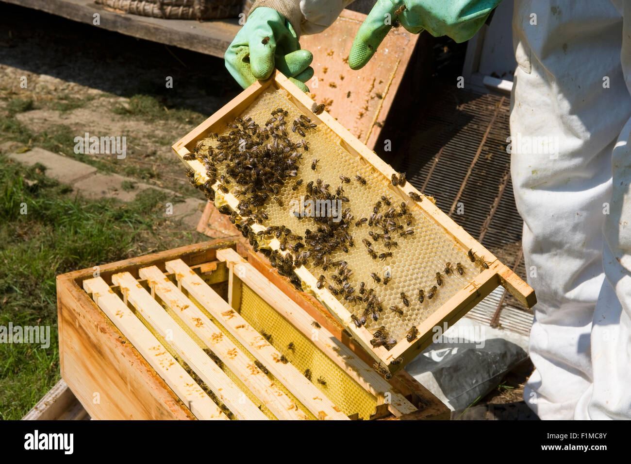 LIEVELDE, THE NETHERLANDS - AUG 08, 2015: An apiarist is checking the frame of a honeycomb and wearing protective clothes Stock Photo