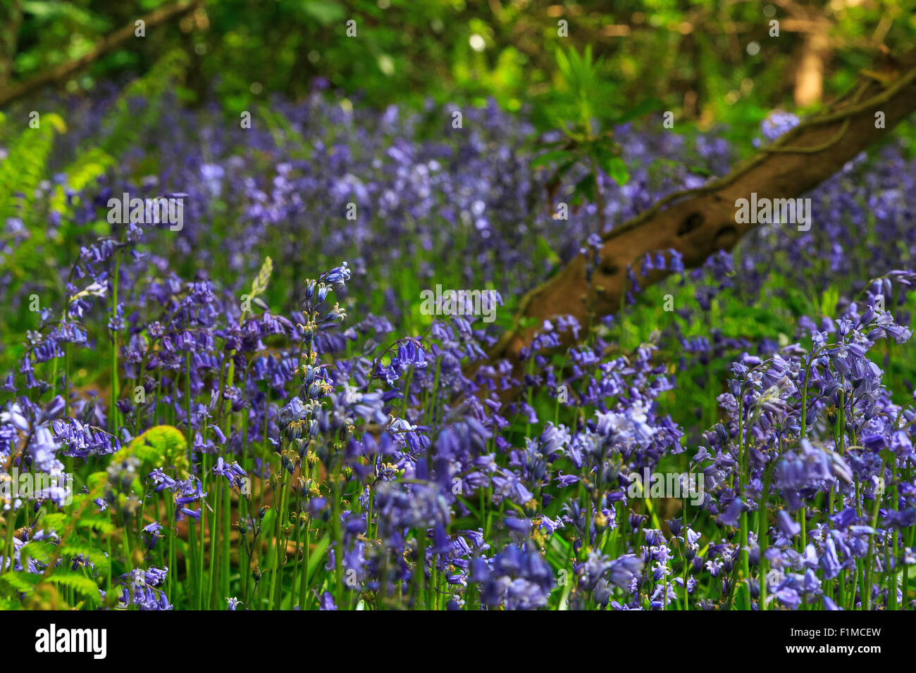 common bluebells Hyacinthoides non-scripta uk Stock Photo