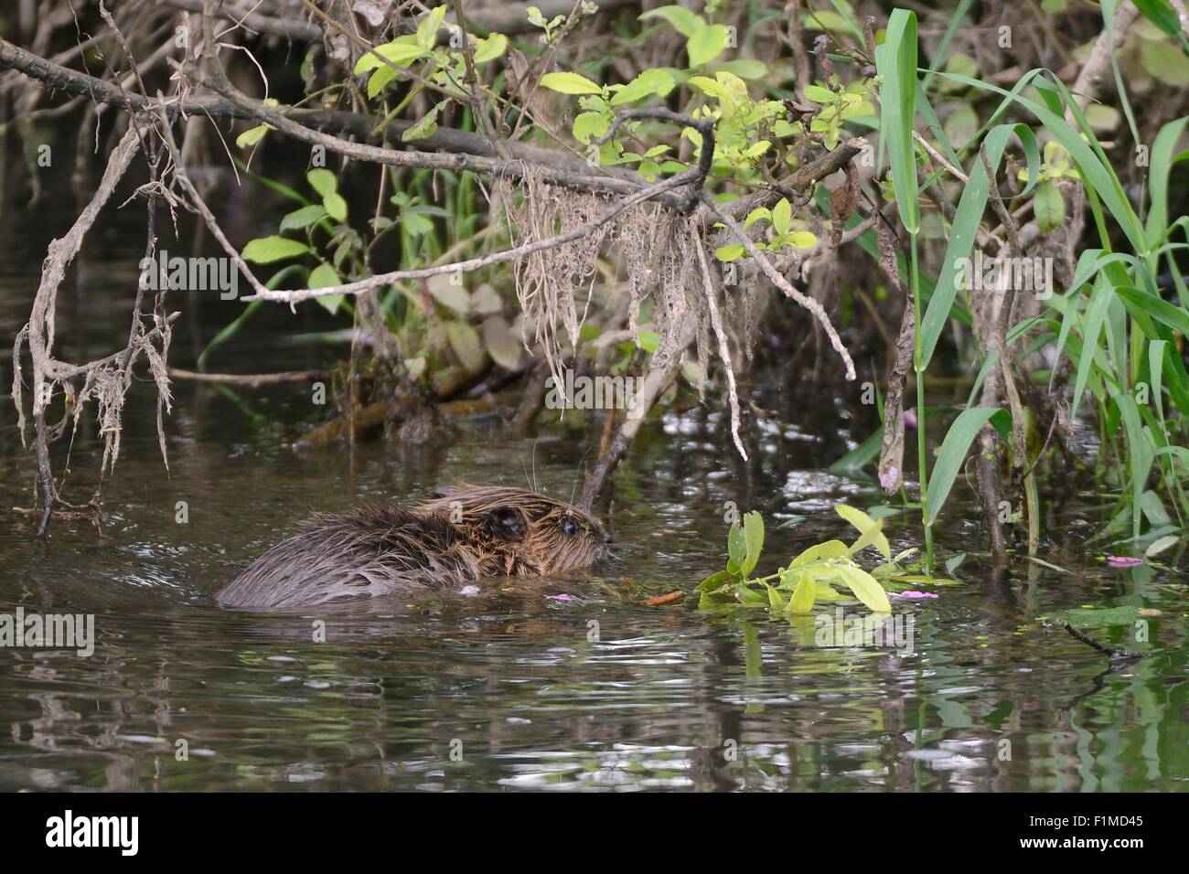 Young Eurasian beaver (Castor fiber) kit feeding on a leafy willow twig it has just cut from a tree overhanging the River Otter. Stock Photo
