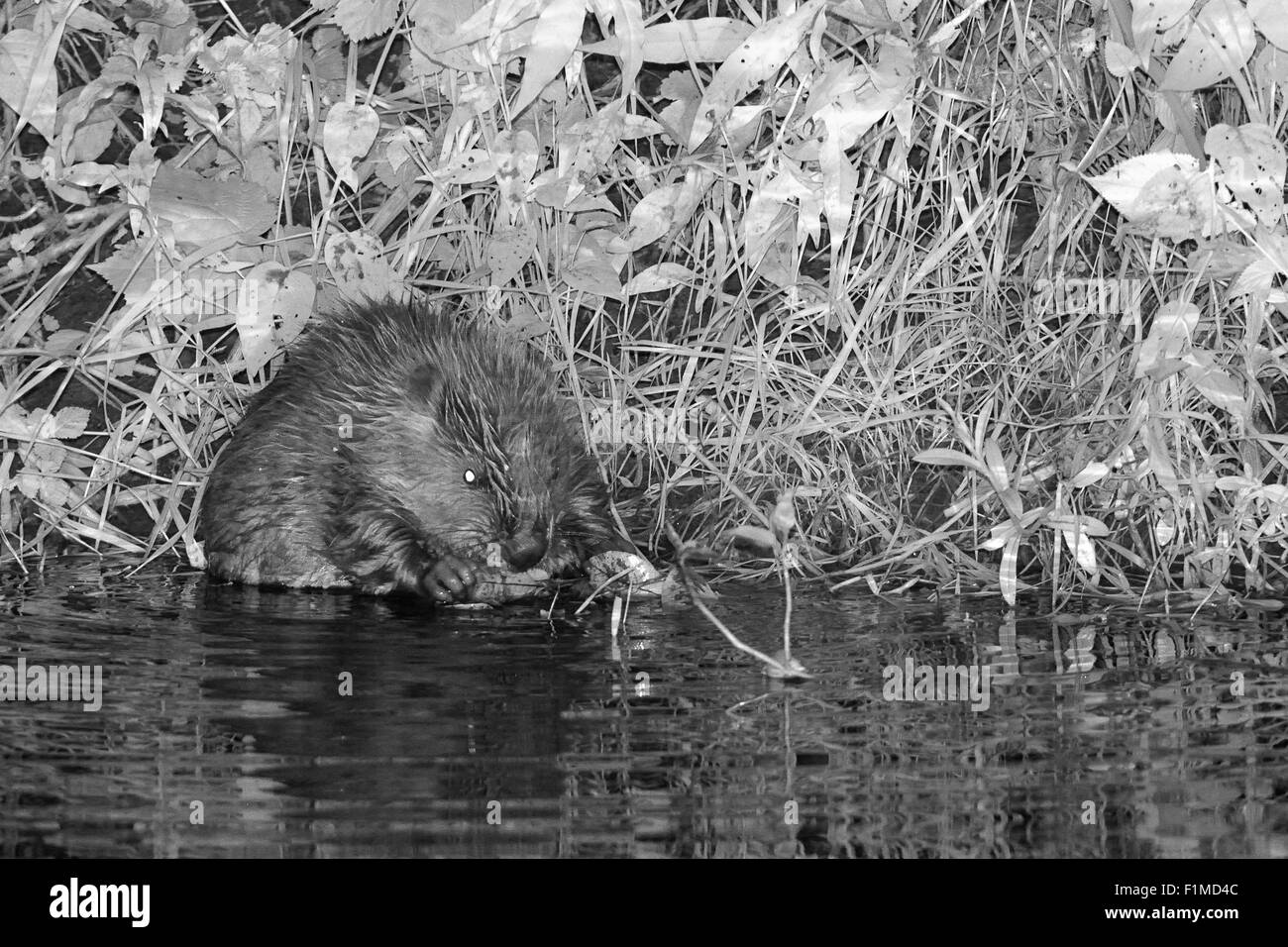 Young Eurasian beaver kit (Castor fiber) foraging on the banks of the River Otter at night. Infrared shot. Stock Photo