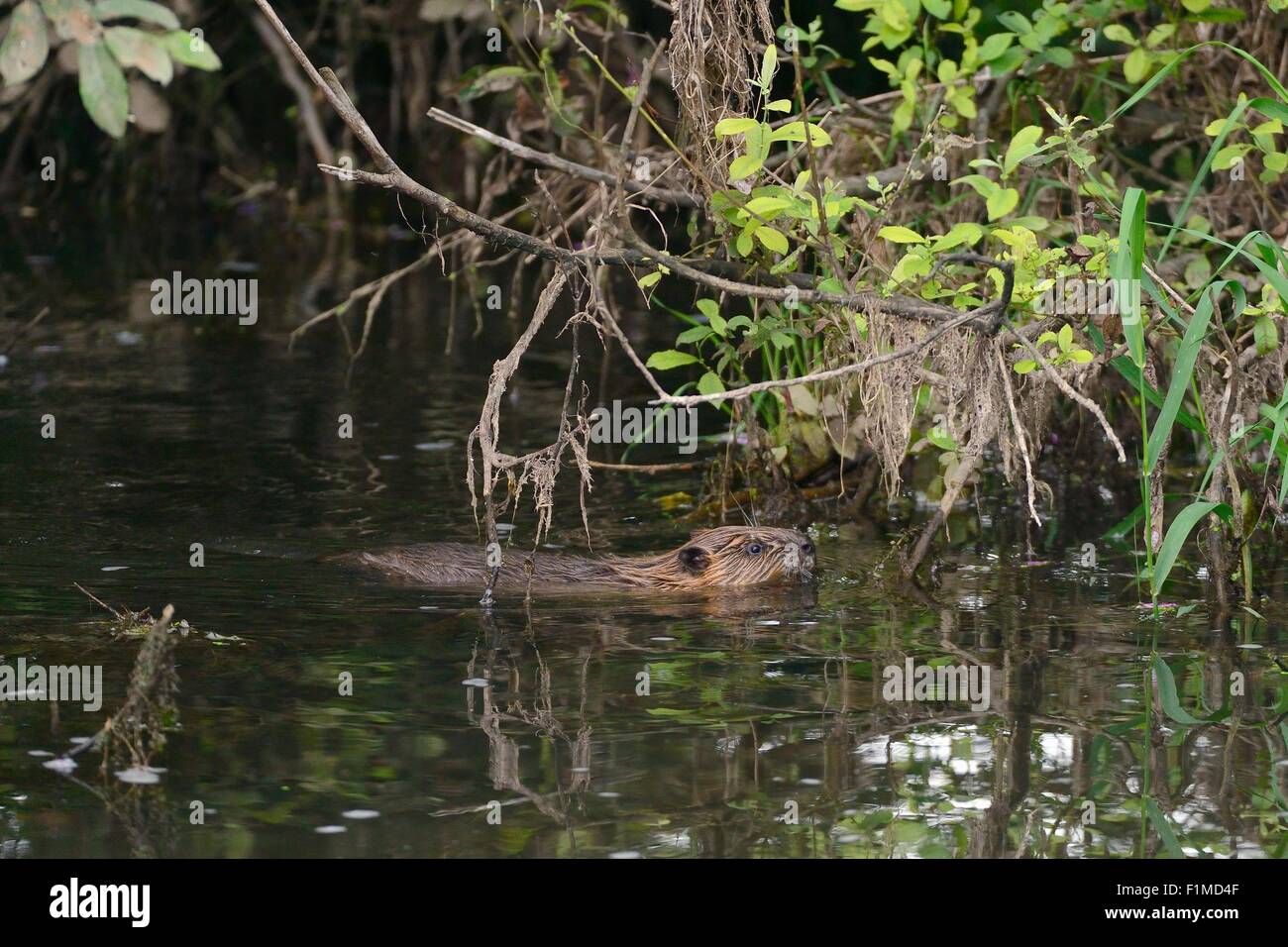 Eurasian beaver (Castor fiber) kit swimming on the River Otter at dusk near the lodge where it was born. Stock Photo